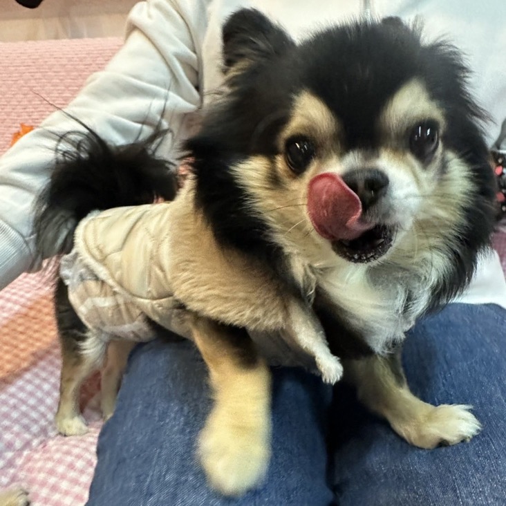 ✨シンデレラワンコ🐶トイプードルはなゆき君💕2025,12,27【保護犬カフェ天神橋店】