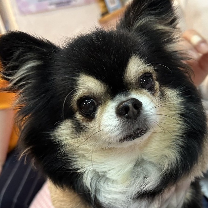 ✨シンデレラワンコ🐶トイプードルはなゆき君💕2025,12,27【保護犬カフェ天神橋店】