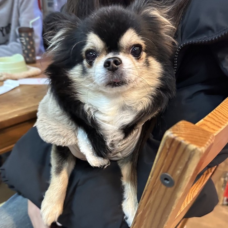 ✨シンデレラワンコ🐶トイプードルはなゆき君💕2025,12,27【保護犬カフェ天神橋店】