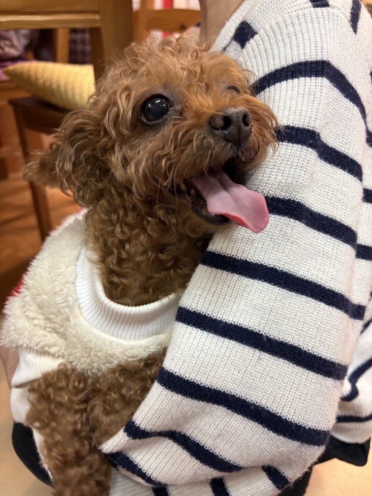 ✨シンデレラワンコ🐶チワワのエージャ→エンジェルちゃん💕＆トイプードルの鶴ちゃん💕2025,12,27【保護犬カフェ天神橋店】