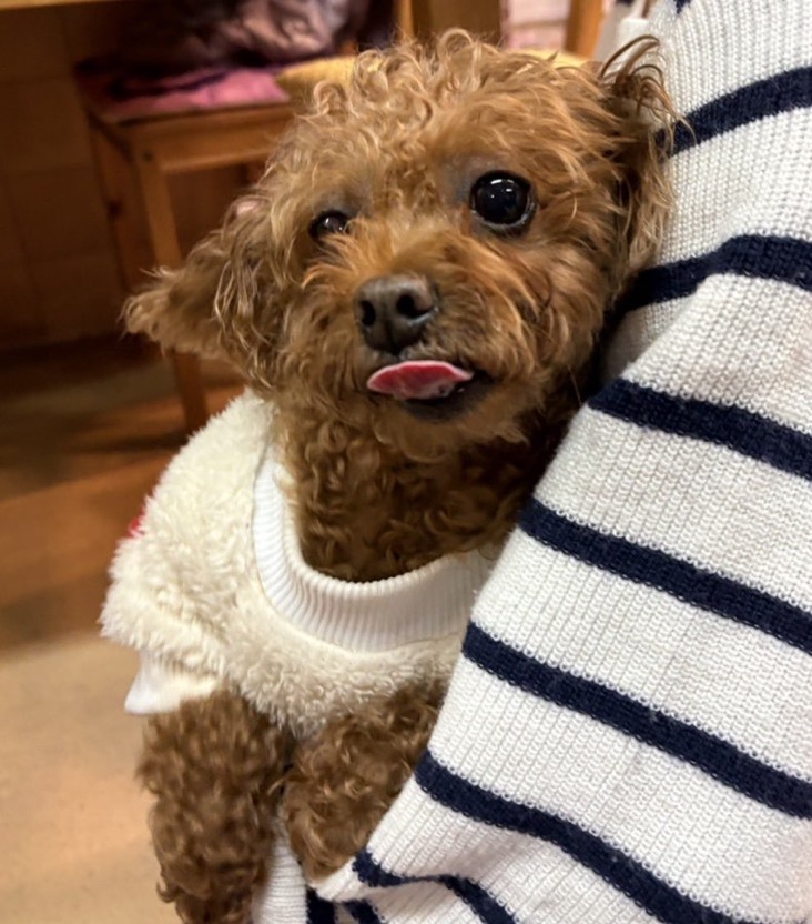 ✨シンデレラワンコ🐶チワワのエージャ→エンジェルちゃん💕＆トイプードルの鶴ちゃん💕2025,12,27【保護犬カフェ天神橋店】