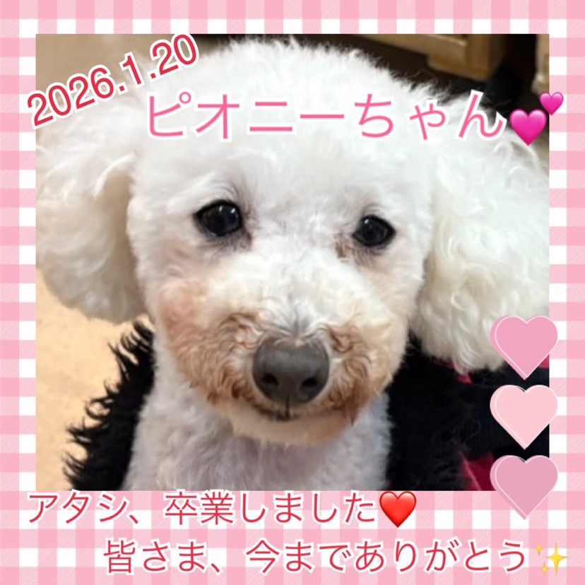 ★ピオニー★2025,8,18ー2026,1,20【保護犬カフェ天神橋店】