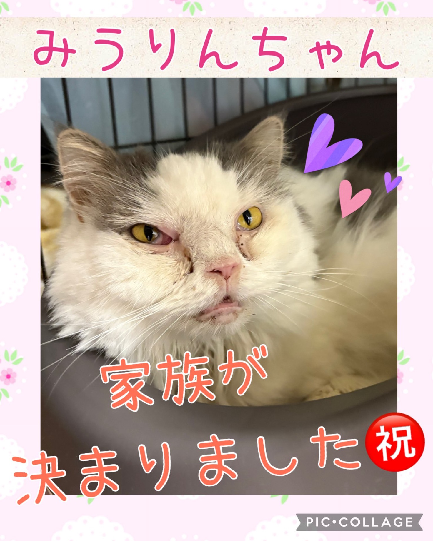 ★みうりん★2024,6,17ー2026,2,14【保護犬カフェ天神橋店】