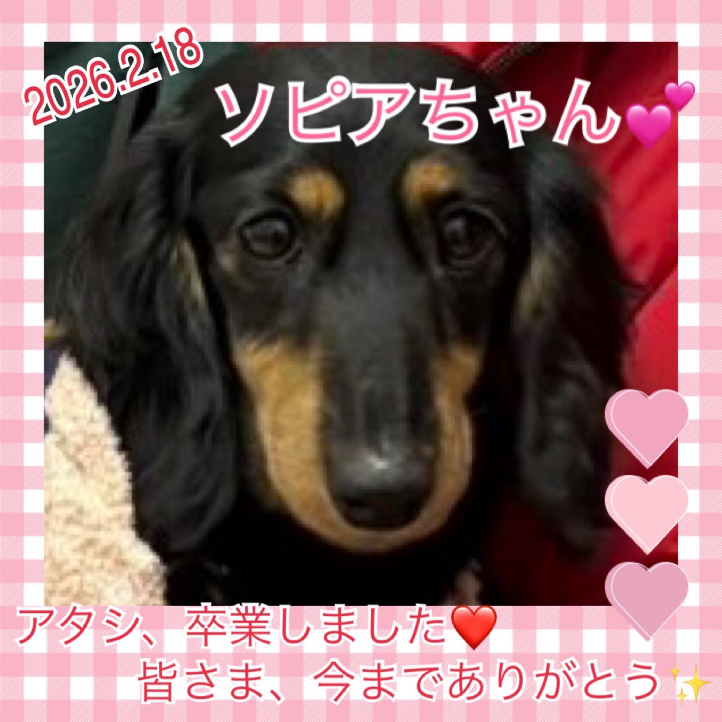 ★ソピア★2026,2,16ー2026,2,18【保護犬カフェ天神橋店】