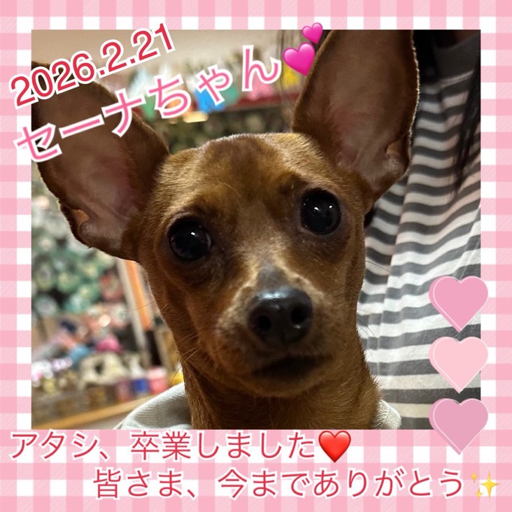 ★セーナ★2025,9,1ー2026,2,21【保護犬カフェ天神橋店】