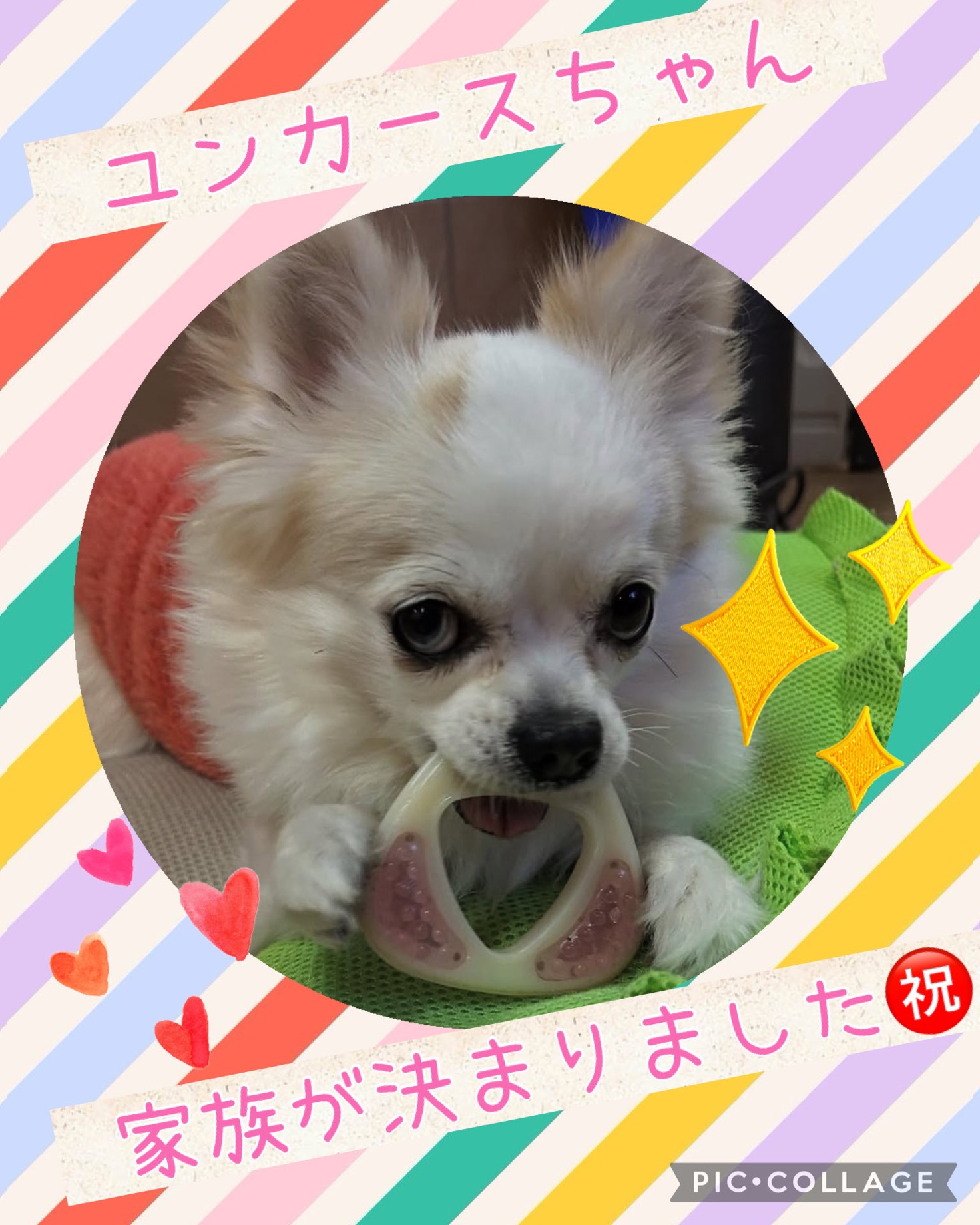 ★ユンカース★2025,4,21ー2026,3,20【保護犬カフェ天神橋店】