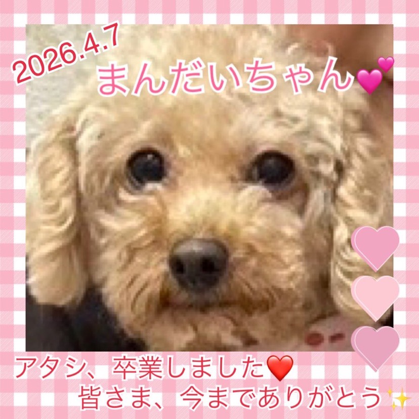 ★まんだい★2026,3,26ー2026,4,7【保護犬カフェ天神橋店】
