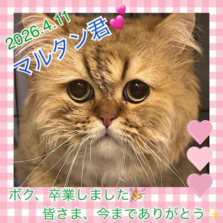 ★マルタン★2026,3,11ー2026,4,11【保護犬カフェ天神橋店】
