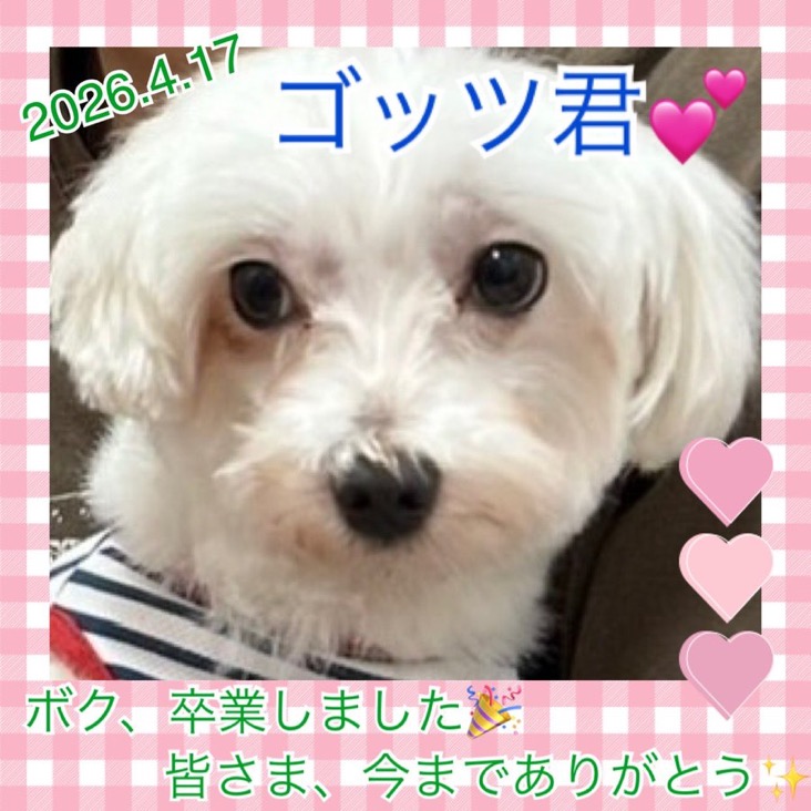★ゴッツ★2026,1,5ー2026,4,18【保護犬カフェ天神橋店】
