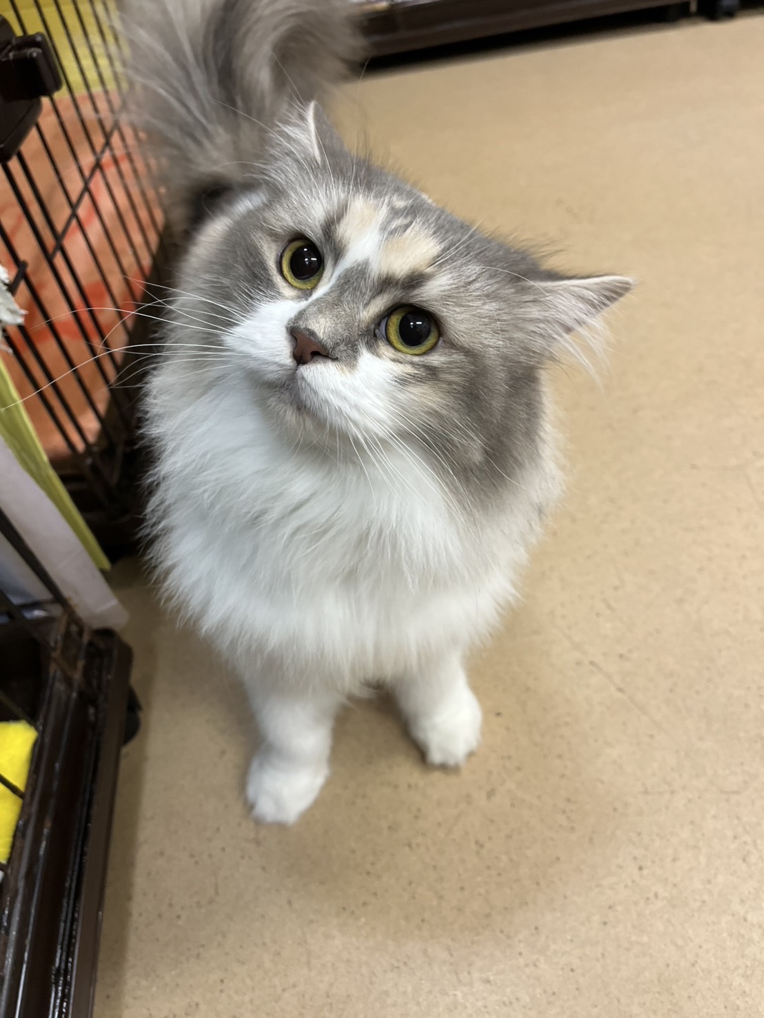 🐾今日の里親様募集中ニャンコ😺メンバーです🐾2025,3,17【保護犬カフェ天神橋店】
