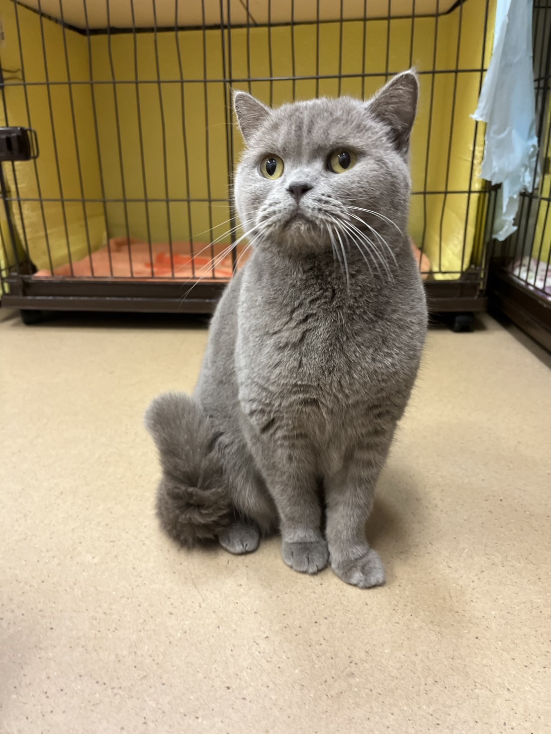 🐾今日の里親様募集中ニャンコ😺メンバーです🐾2025,3,17【保護犬カフェ天神橋店】