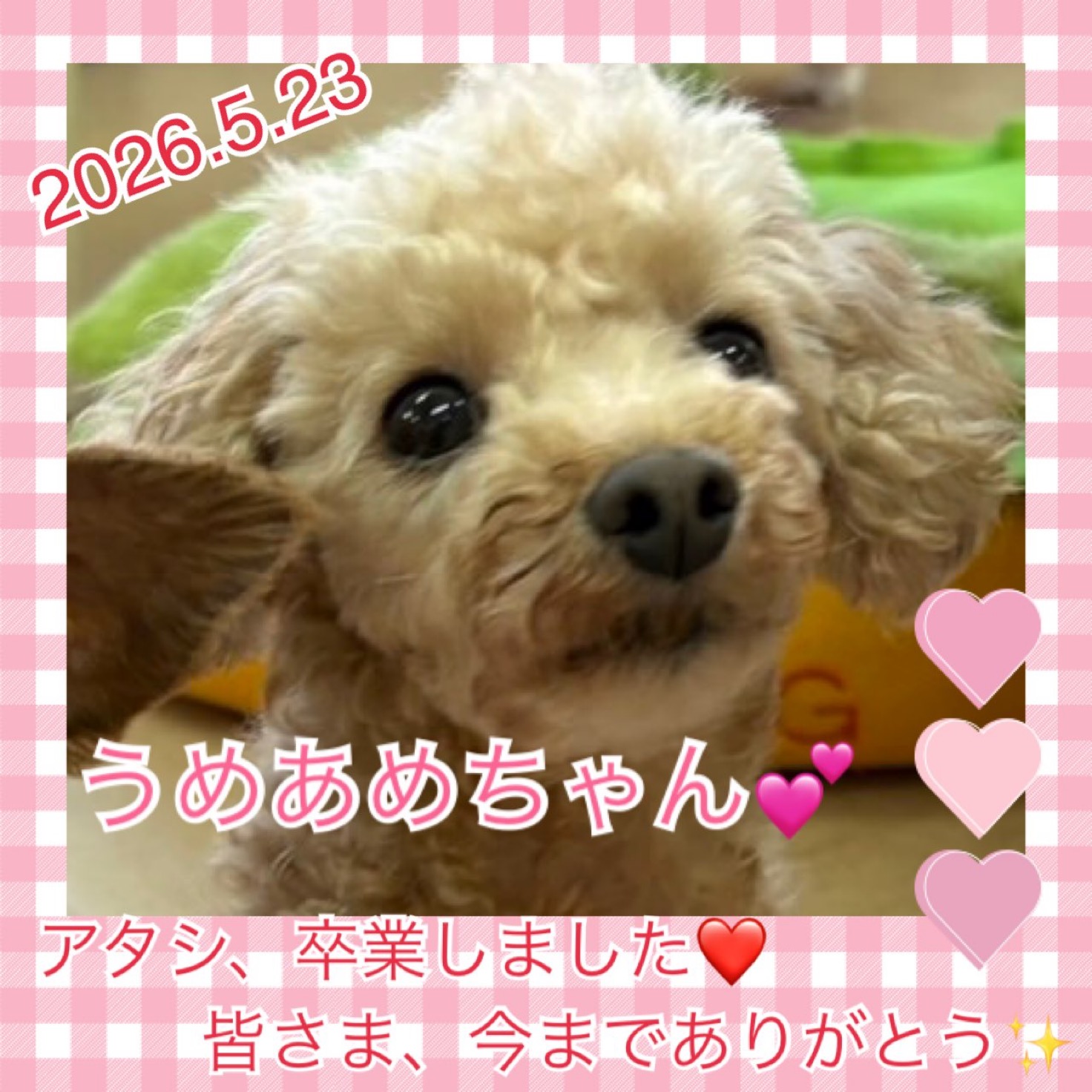 ★うめあめ★2026,3,23ー2026,5,23【保護犬カフェ天神橋店】