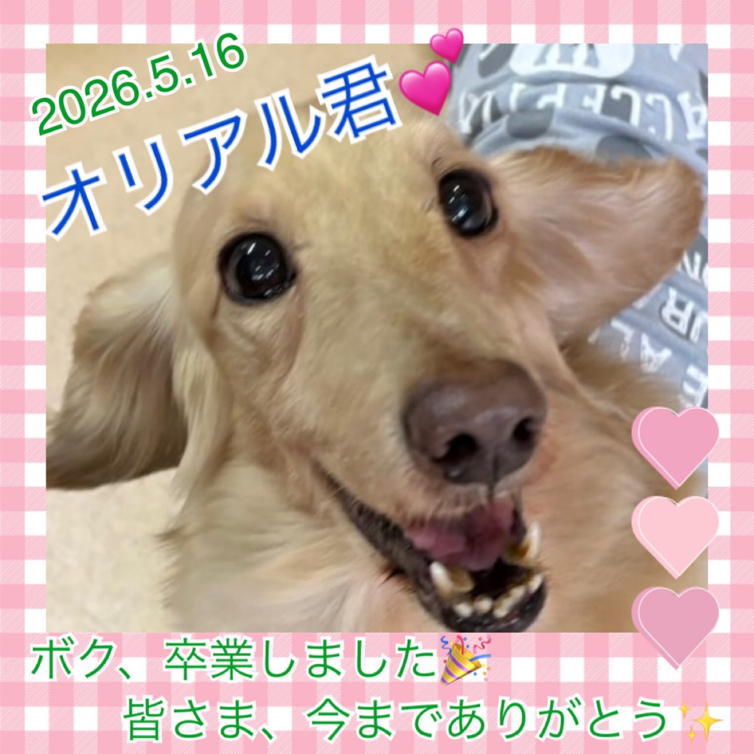 ★オリアル★2026,4,20ー2026,5,16【保護犬カフェ天神橋店】