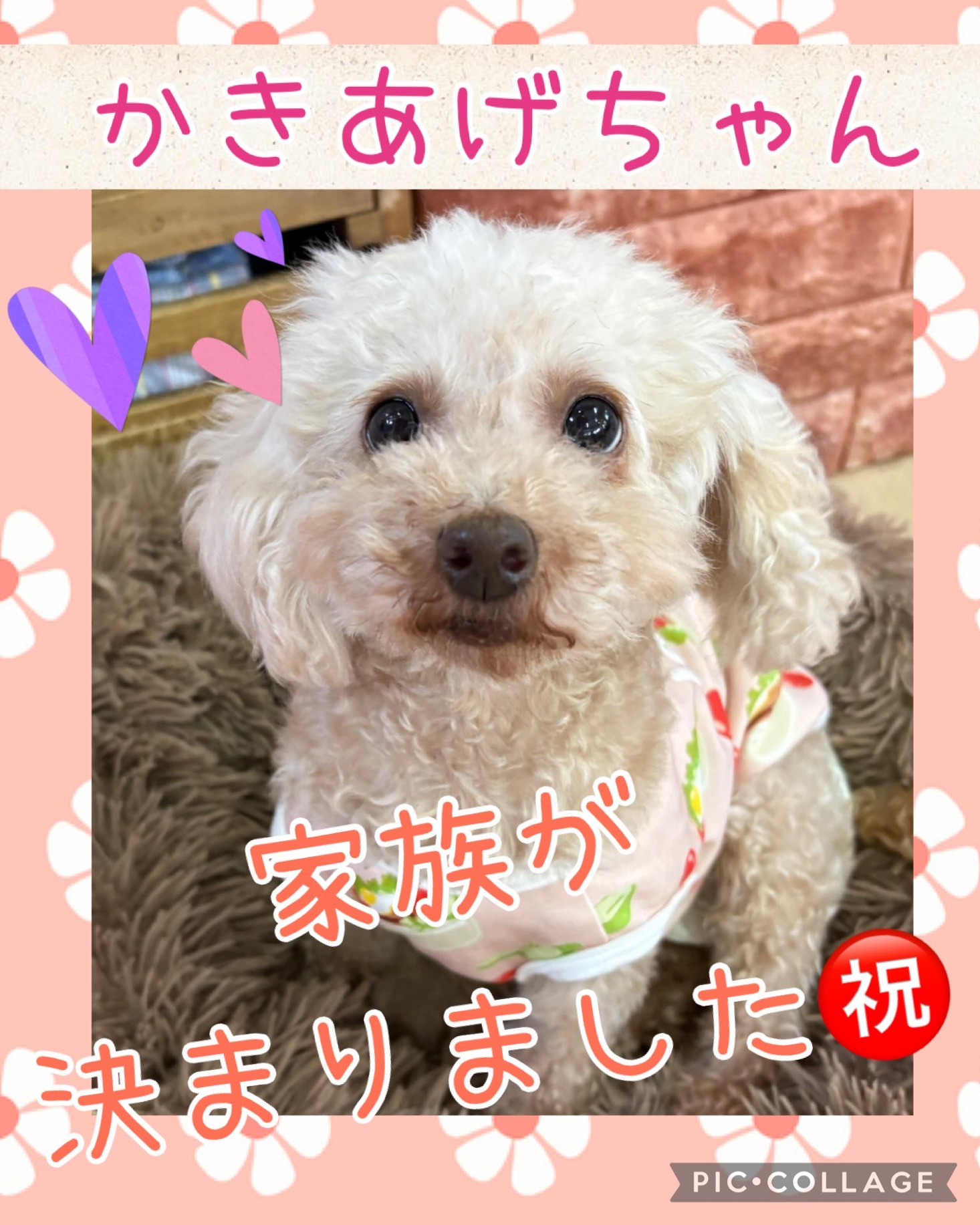 ★かきあげ★2026,4,10ー2026,5,24【保護犬カフェ天神橋店】