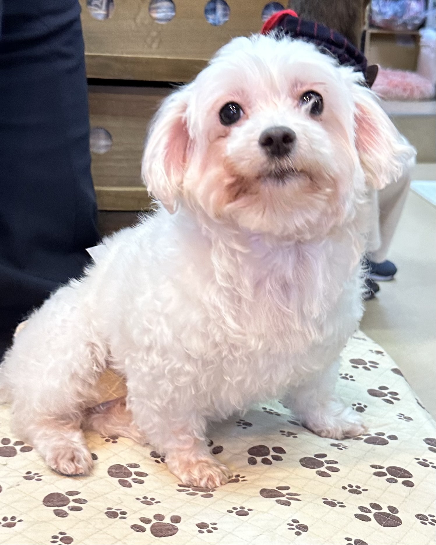 【運命の赤い糸見〜つけた❤️マルチーズのウェスリーちゃん💕】2025,3,31【保護犬カフェ天神橋店】