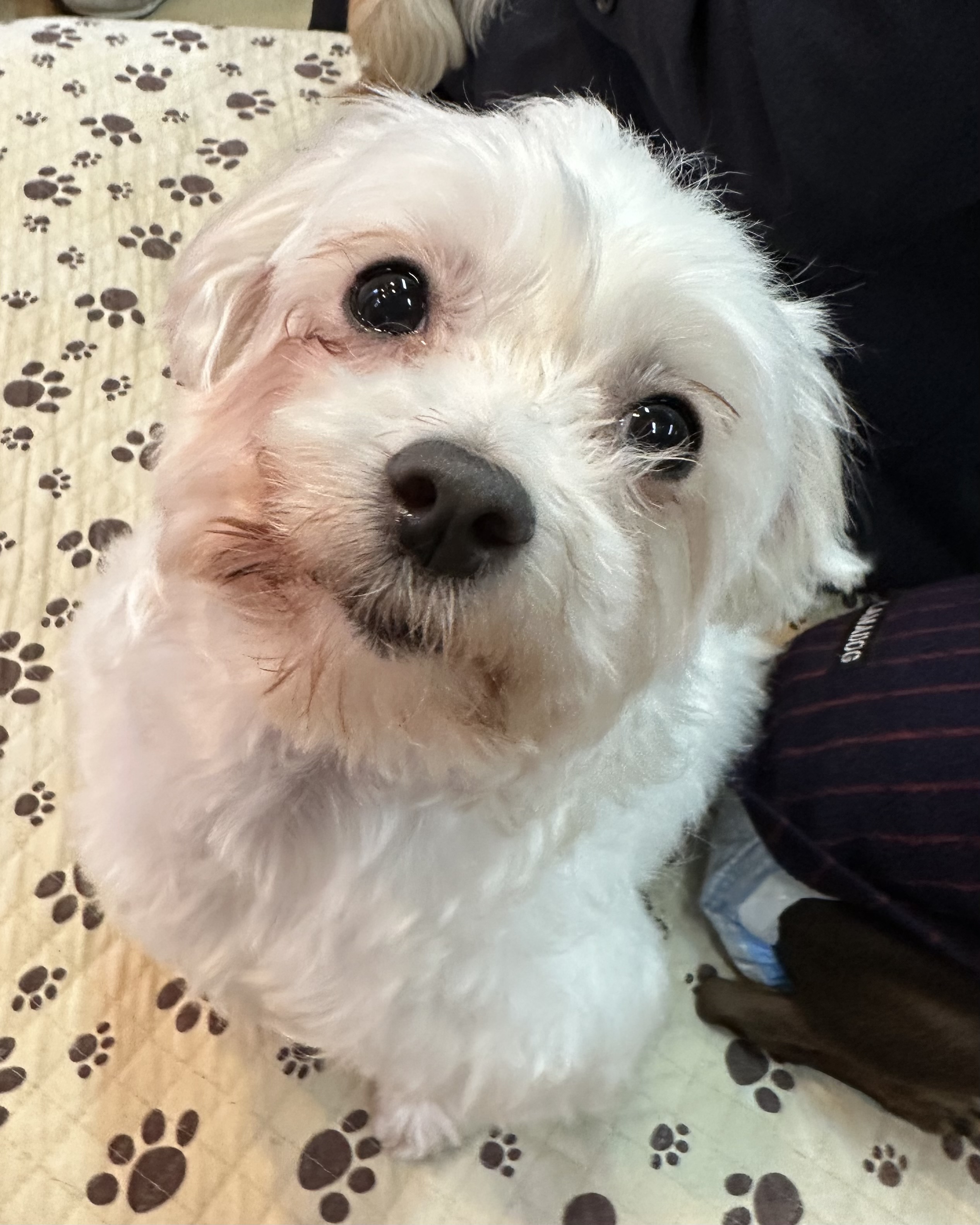 【運命の赤い糸見〜つけた❤️マルチーズのウェスリーちゃん💕】2025,3,31【保護犬カフェ天神橋店】