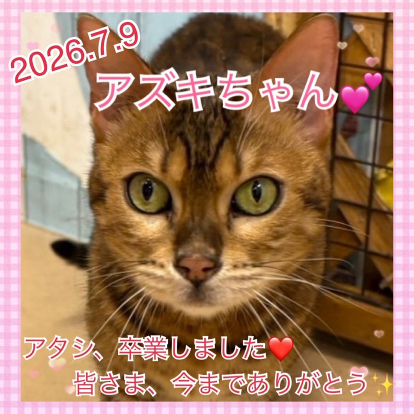 ★アズキ★2024,8,6ー2026,7,9【保護犬カフェ天神橋店】