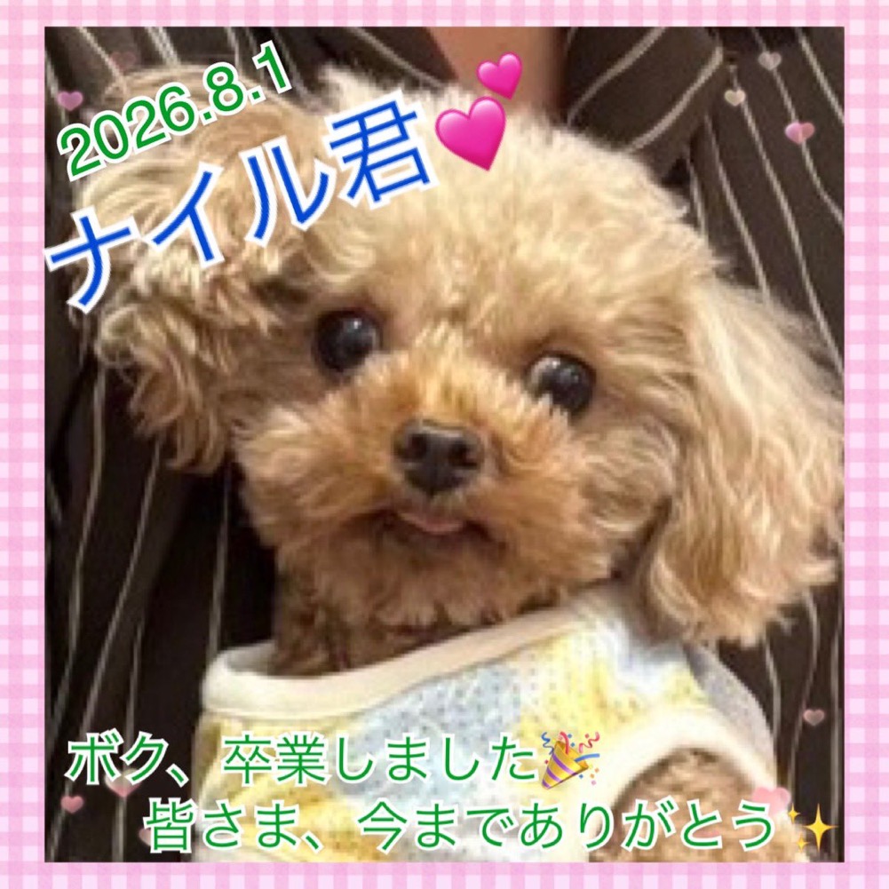 ★ナイル★2026,7,17ー2026,8,1【保護犬カフェ天神橋店】