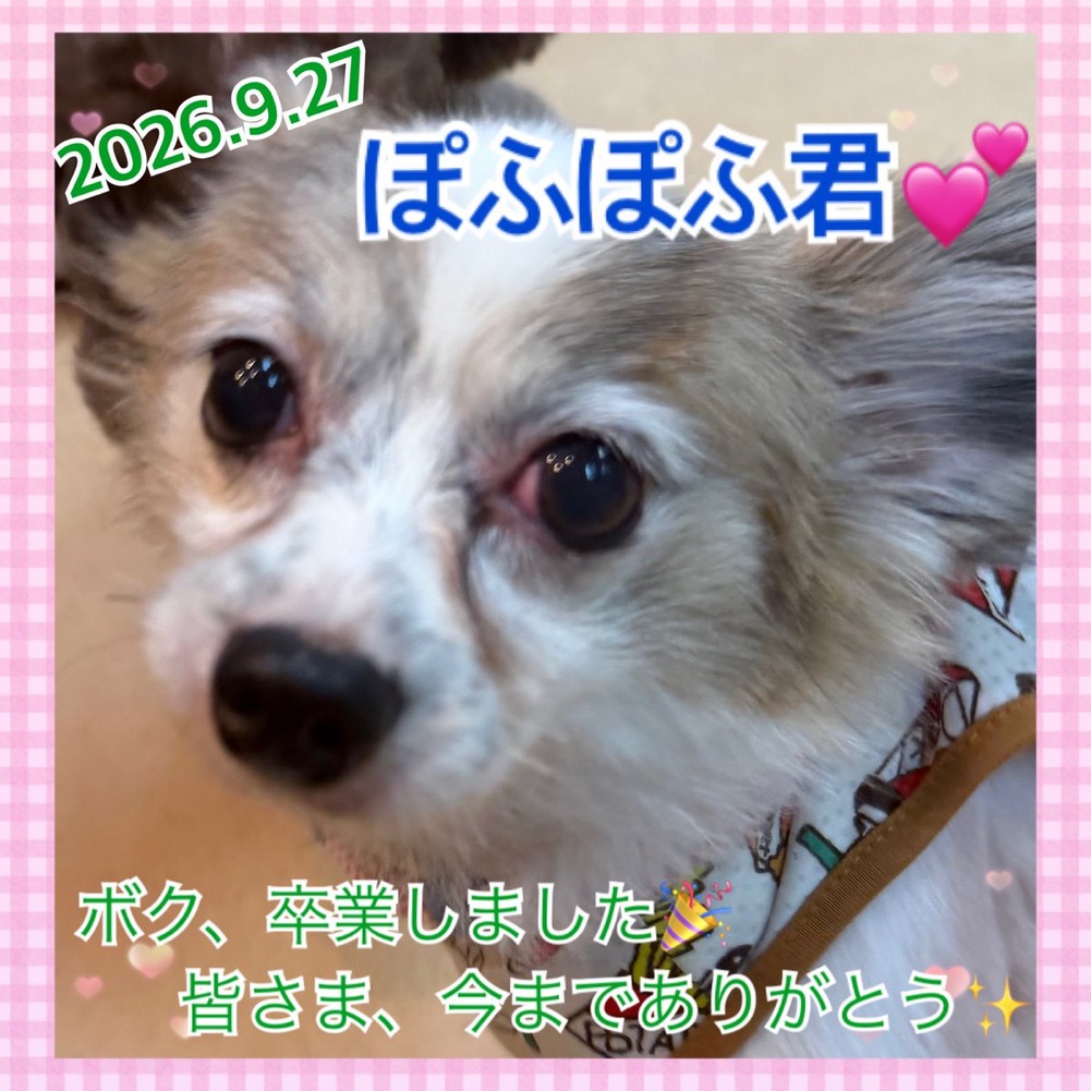 ★ぽふぽふ★2025,3,3ー2026,9,27【保護犬カフェ天神橋店】