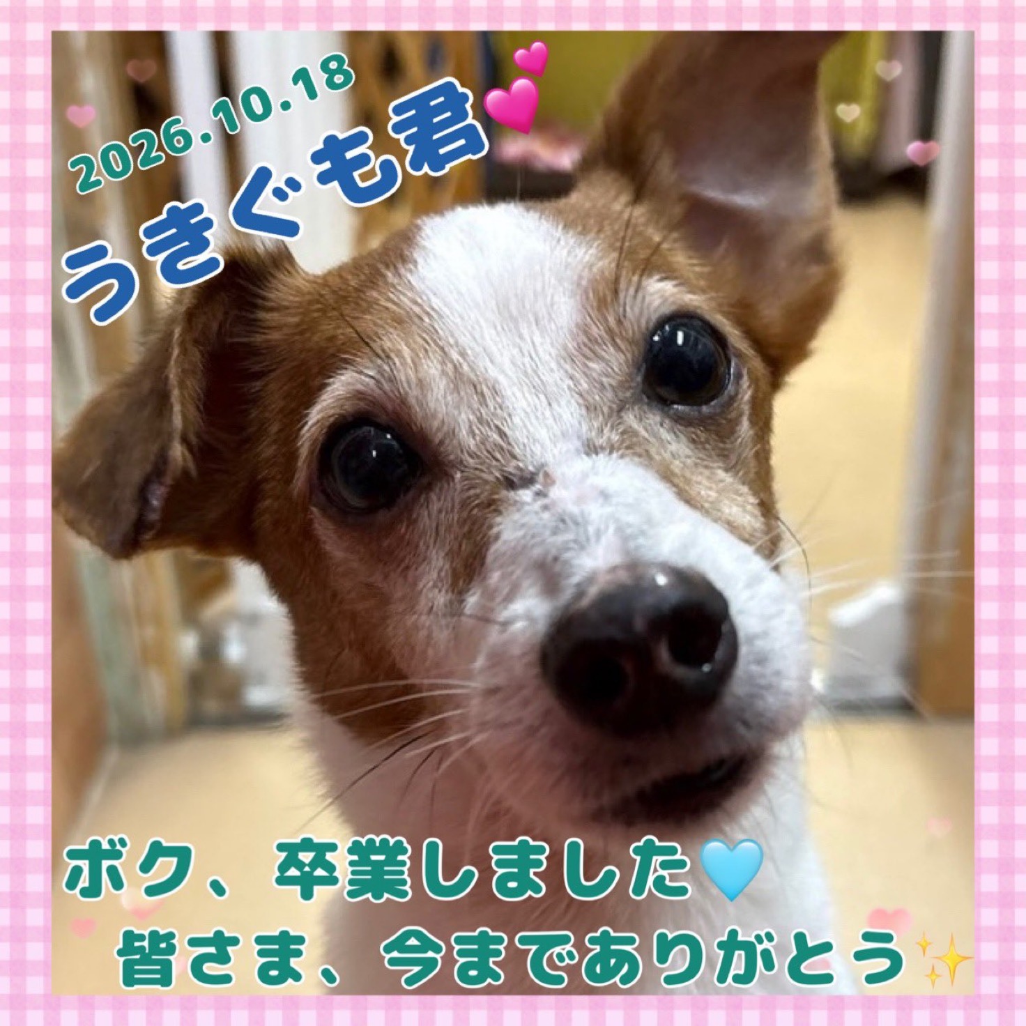 ★うきぐも★2026,9,3ー2026,10,18【保護犬カフェ天神橋店】