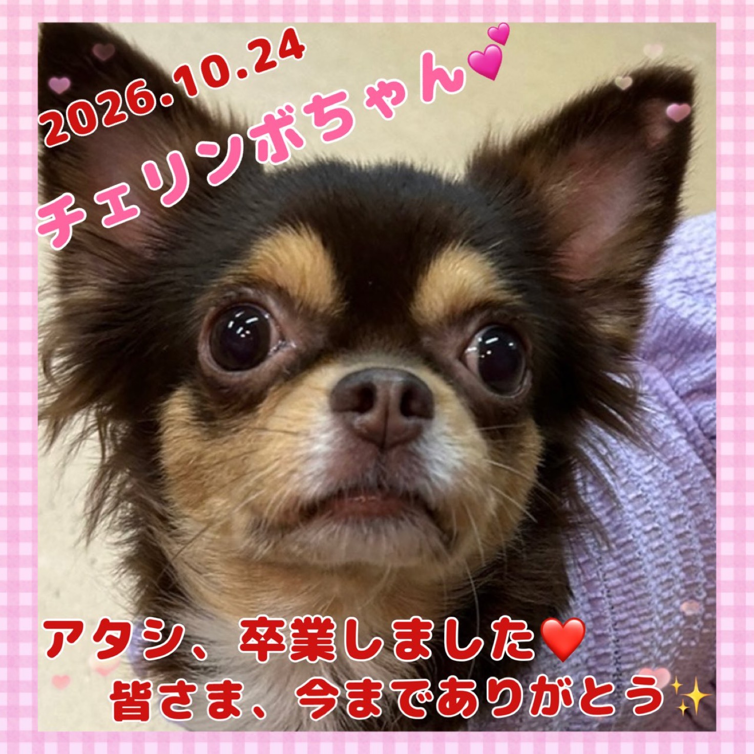 ★チェリンボ★2026,9,28ー2026,10,24【保護犬カフェ天神橋店】