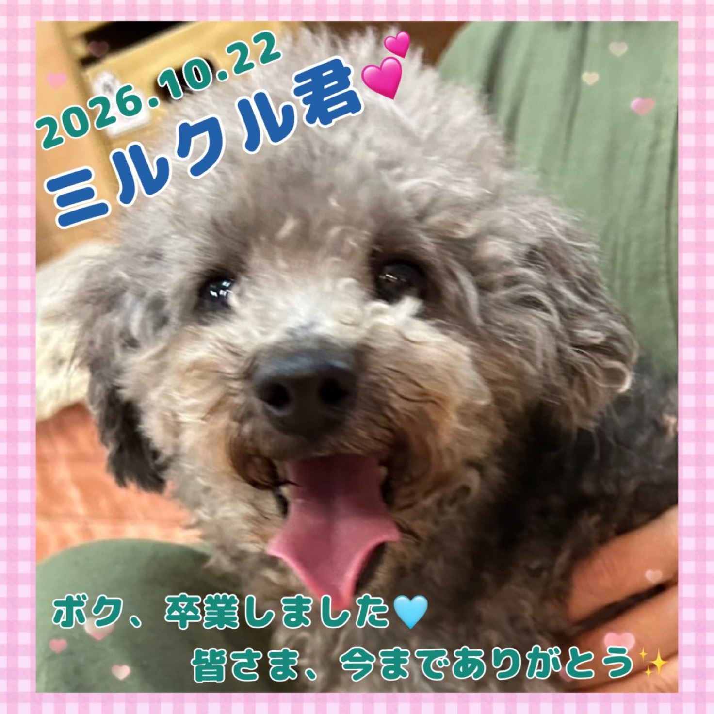 ★ミルクル★2026,10,18ー2026,10,22【保護犬カフェ天神橋店】