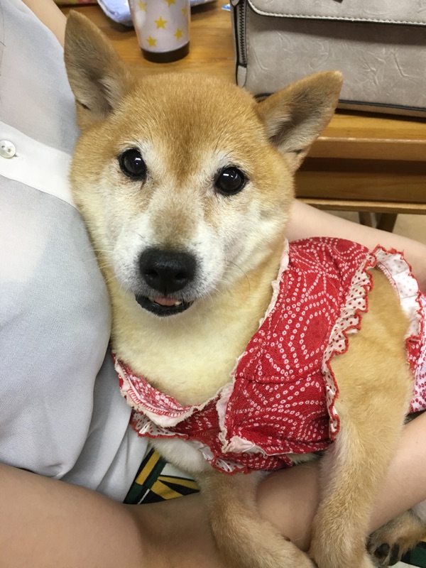 保護犬&保護猫カフェ天神橋・川西店8月22日のキャスト