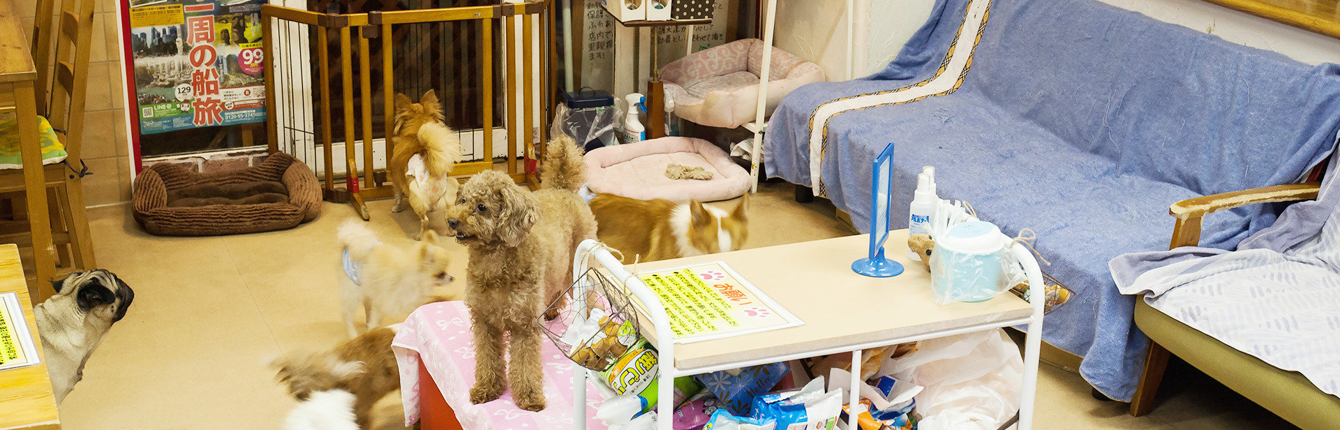 Hogoken Cafe 保護犬や保護猫の里親を見つけて頂くカフェ Hogoken Cafe 保護犬や保護猫の里親を見つけて頂くカフェ