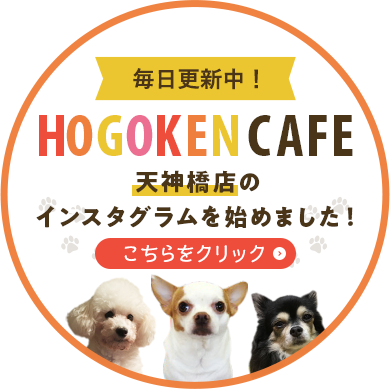 🐾今日の里親様募集中ニャンコ🐱メンバーです🐾2022,10,11【保護犬カフェ天神橋店】