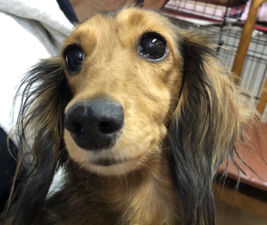 🐾新メンバー🔰ご紹介🐾2020,4,13