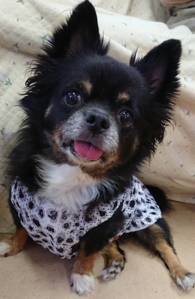 【こたろう💕のつぶやき🐾】2018,7,18