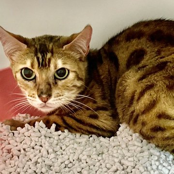 🐾今日の里親様募集中ニャンコ🐱メンバーです🐾2023,6,6【保護犬カフェ天神橋店】