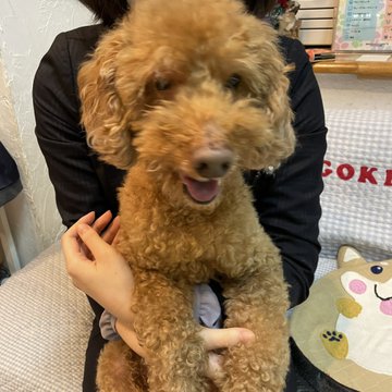 🐾新メンバー🔰ご紹介🐾2022,12,1【保護犬カフェ天神橋店】