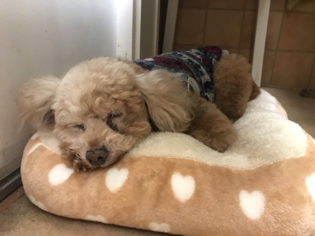 支援物資をありがとうございます😃トイプードルのせろり君💕の里親様大募集中です😃