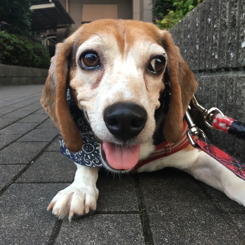 保健所から保護の迷子犬のそうた君🐶