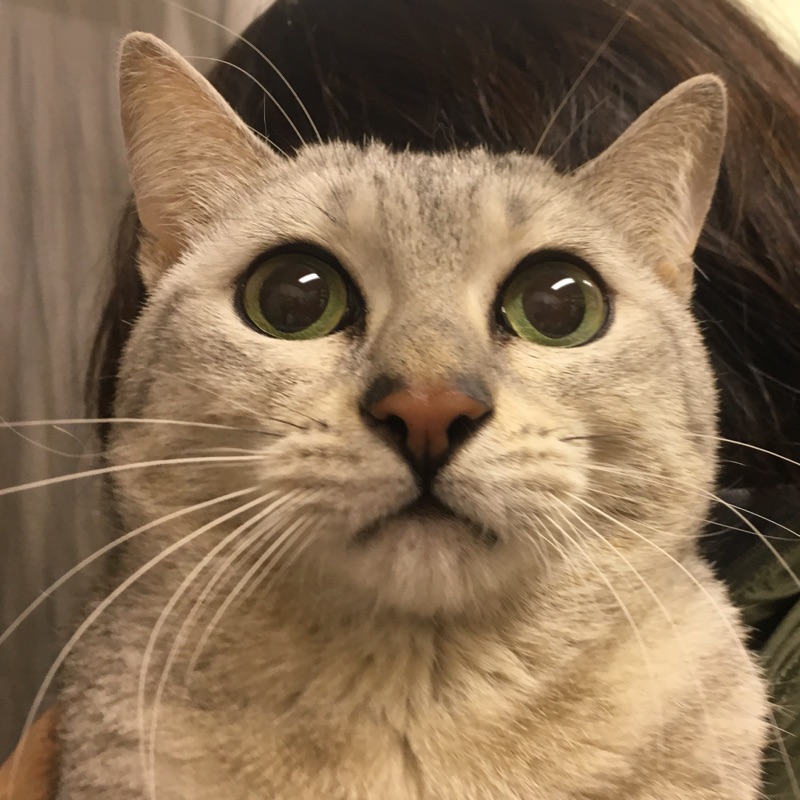 保護犬カフェ☕だけど保護猫🐱もいるよ😃エジプシャンマウのたらくん💕は今日がお誕生日🎂