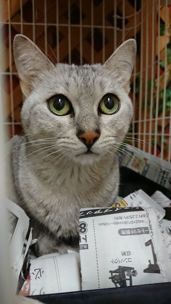保護犬カフェ☕だけど保護猫🐱もいるよ😃エジプシャンマウのたらくん💕は今日がお誕生日🎂