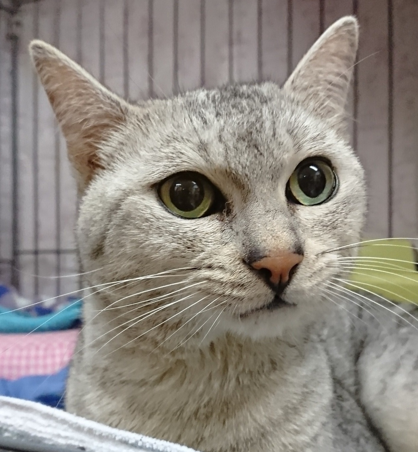今日は２１日ワンニャン🐶🐱の日🐾里親様募集中ニャンコメンバーです🐱
