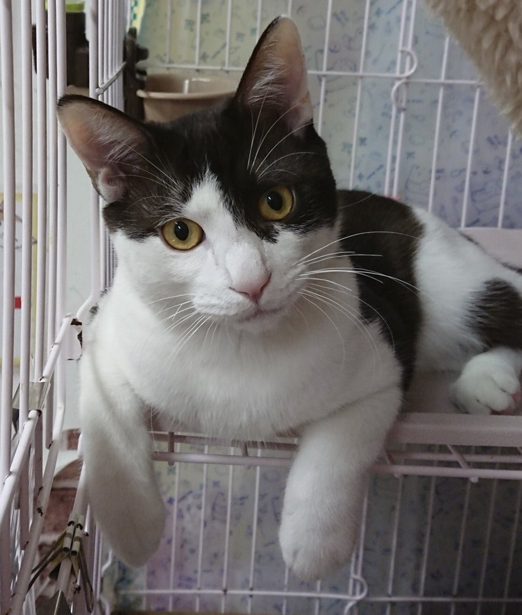 🐱今月は猫ちゃんの卒業強化月間🐾今日の里親様募集中ニャンコ🐱メンバーです🐾2018,11,18