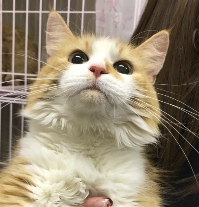 【保護犬カフェ☕だけど保護猫🐱もいるよ🐾】
