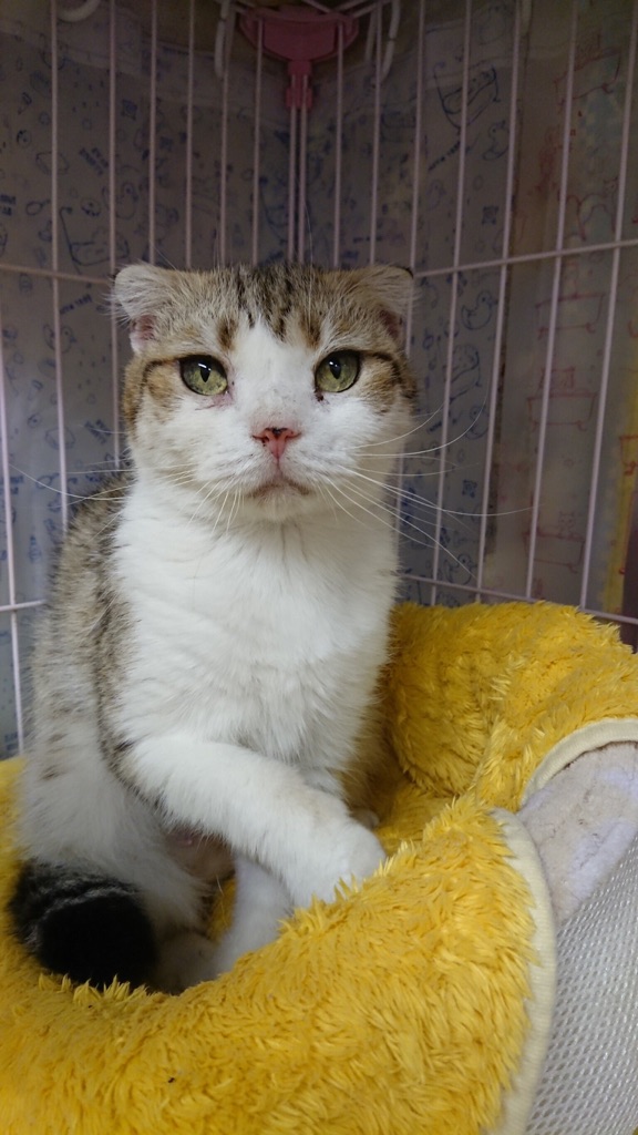 【今日は２２日🐱ニャンニャンの日🐾】15時～17時の二時間は時間休業となります🙇