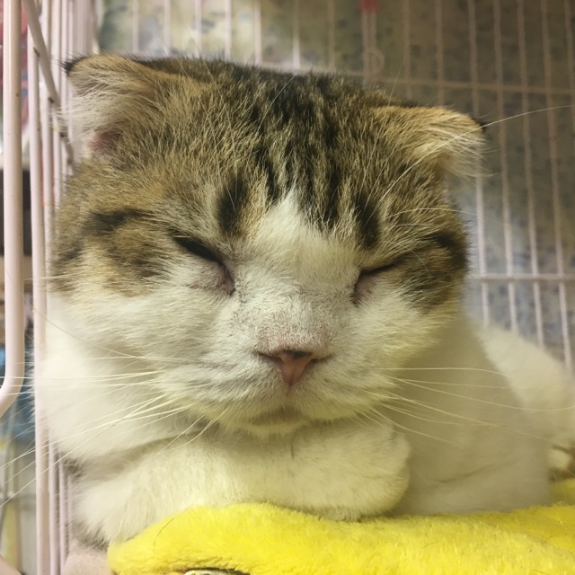 🐱今月は猫ちゃんの卒業強化月間🐾今日の里親様募集中ニャンコ🐱メンバーです🐾2018,11,11