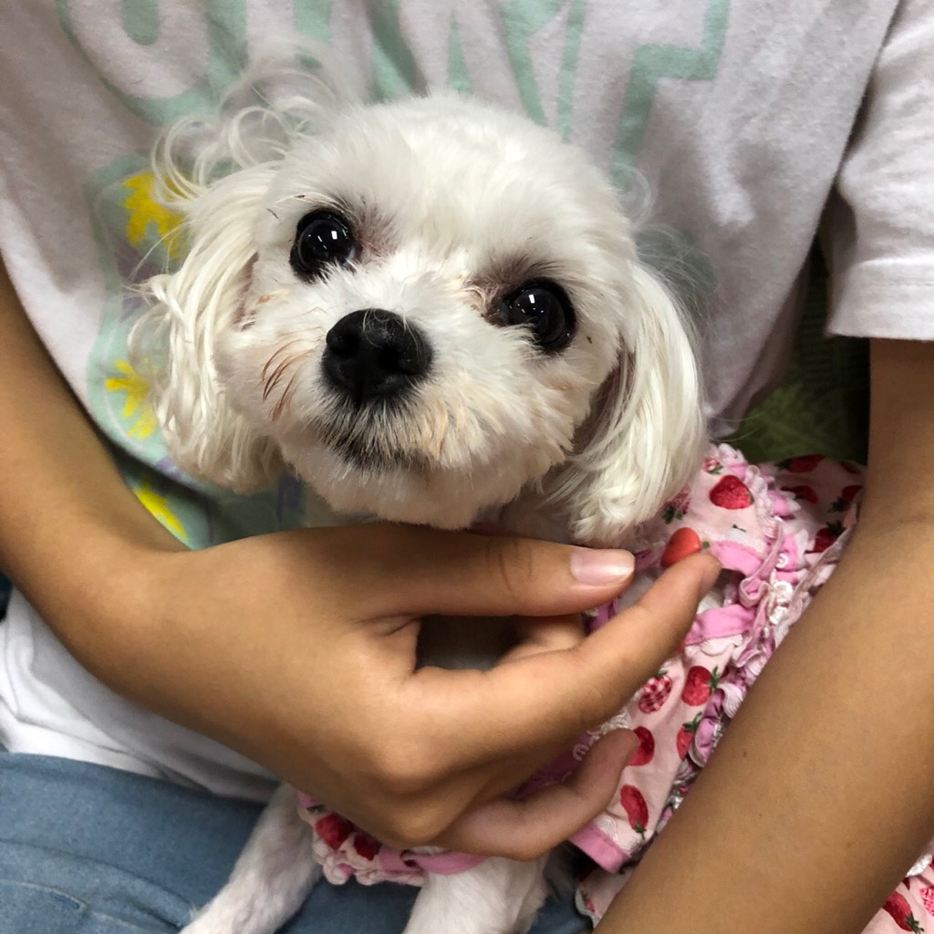 【運命の赤い糸見～つけた💓トイプードルのシノちゃん💕、ヒャーちゃん💕、マルチーズのまるちゃん💕】