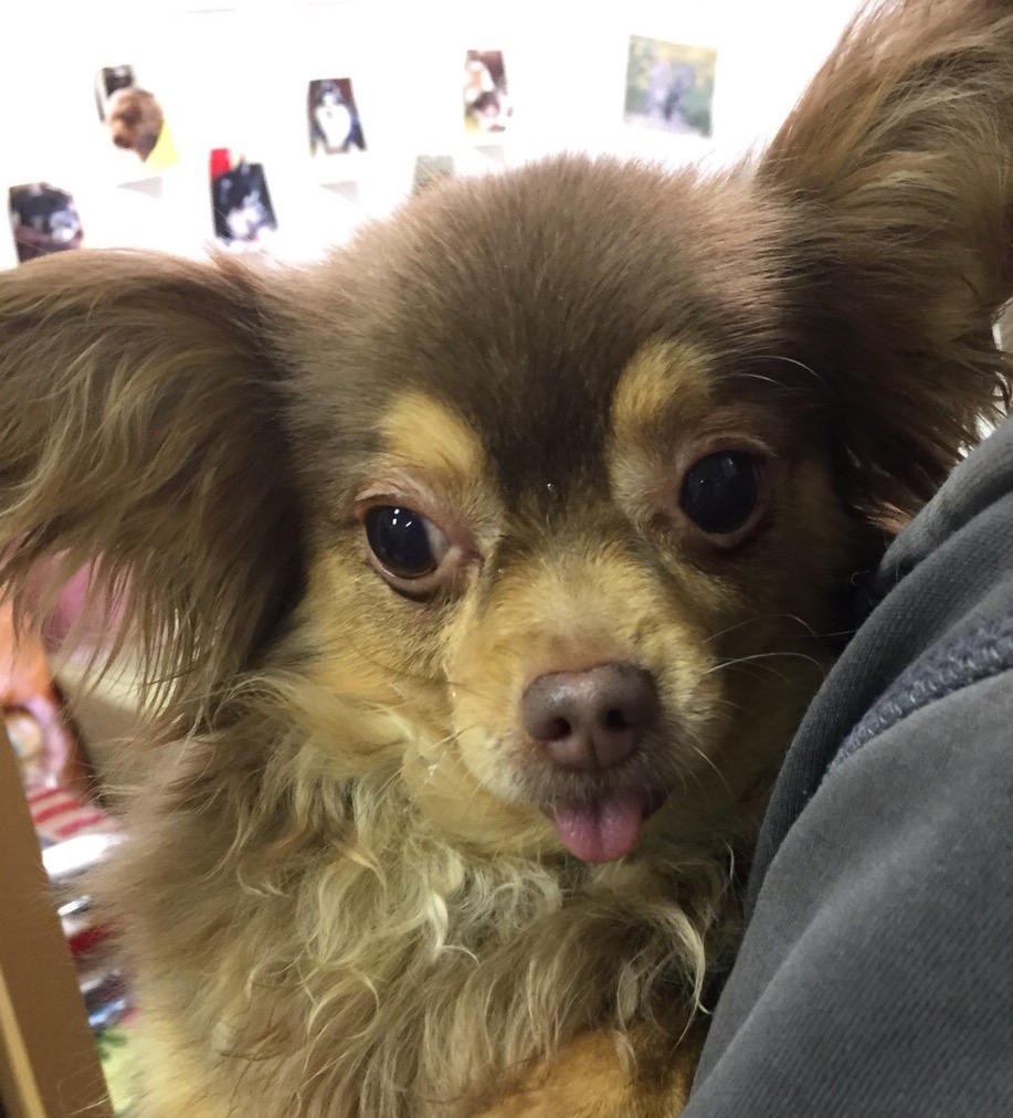 【運命の赤い糸見～つけた💓チワワのよんちゃん💕、ダックスのあつみちゃん💕、ロシブルのクロエ君💕】