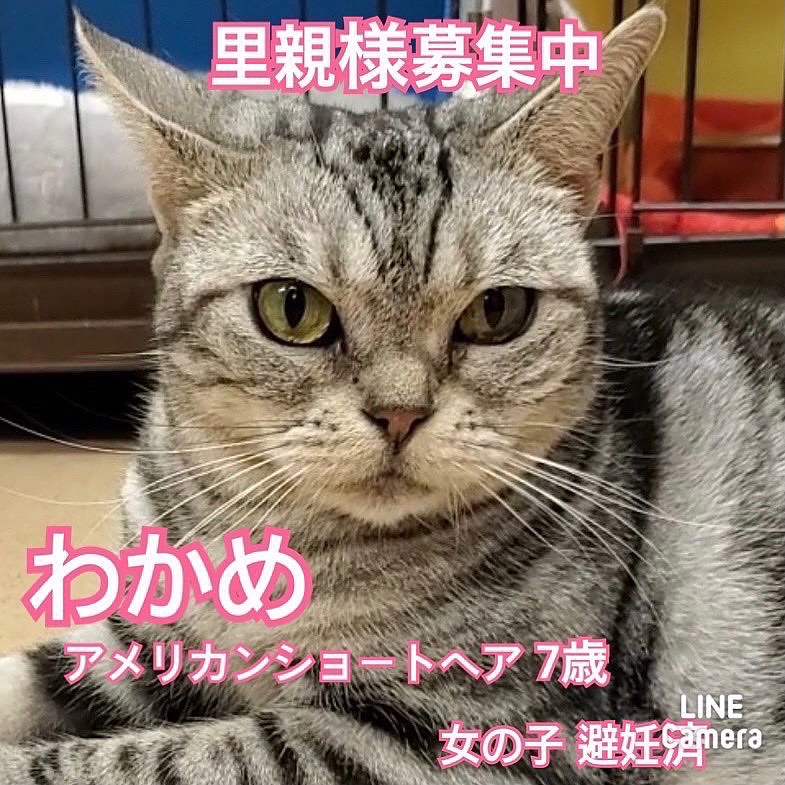 🐾今日の里親様募集中ニャンコ🐱メンバーです🐾2022,12,2【保護犬カフェ天神橋店】