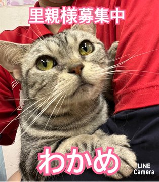 🐾今日の里親様募集中ニャンコ🐱メンバーです🐾2023,5,9【保護犬カフェ天神橋店】