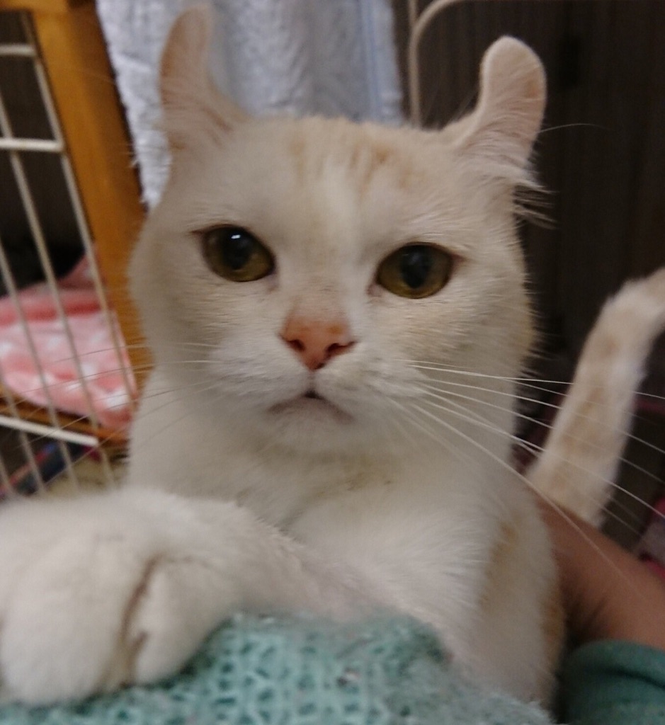 【今日の里親様募集中ニャンコ🐱メンバーです🐾】2018,7,9