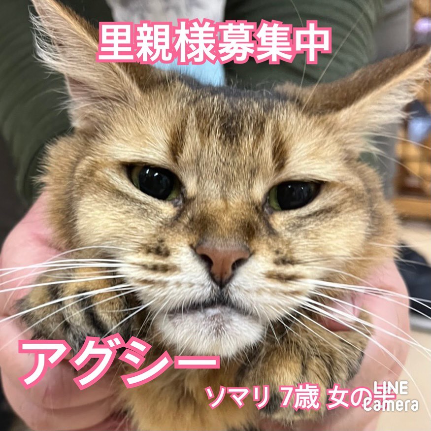 🐾今日の里親様募集中ニャンコ🐱メンバーです🐾2022,11,28【保護犬カフェ天神橋店】