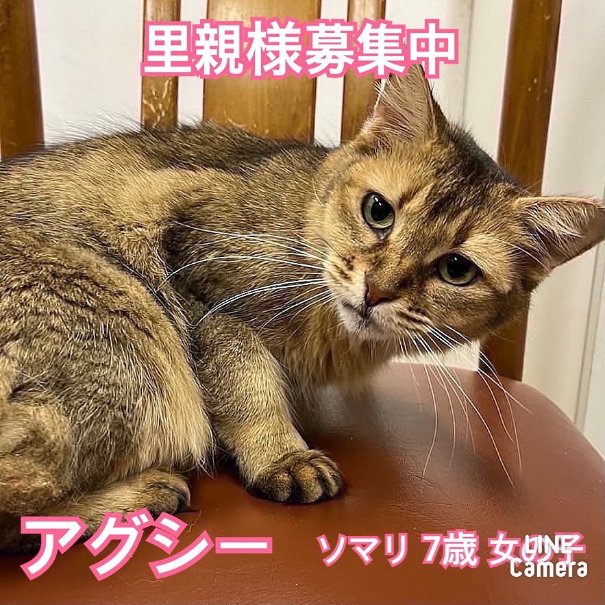 🐾今日の里親様募集中ニャンコ🐱メンバーです🐾2022,12,13【保護犬カフェ天神橋店】