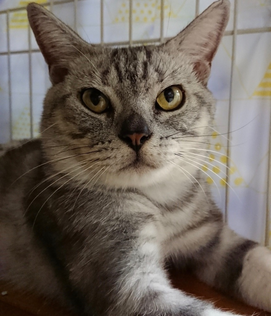 🐾今日の里親様募集中ニャンコ🐱メンバーです🐾2018,8,24
